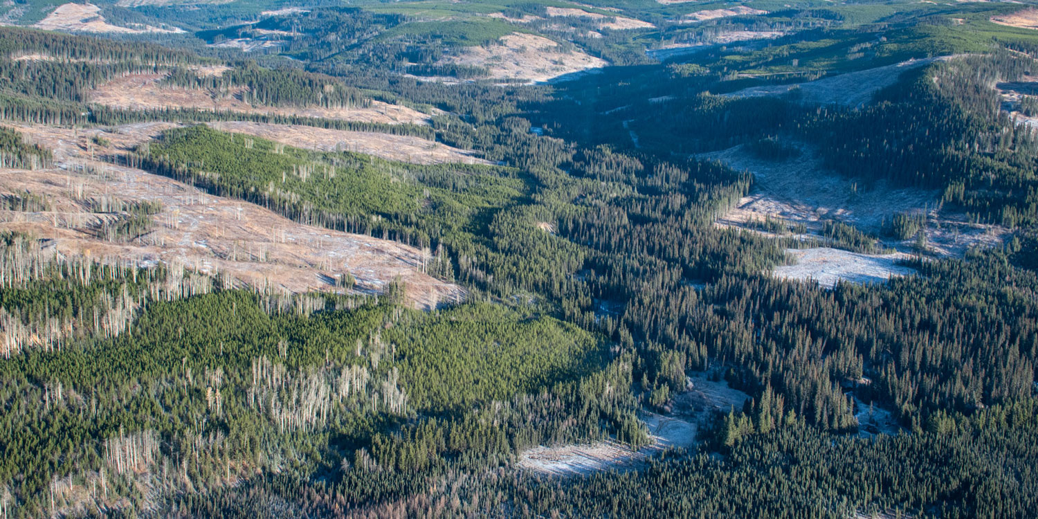 aerial photo of a forested landscape with cutblocks
