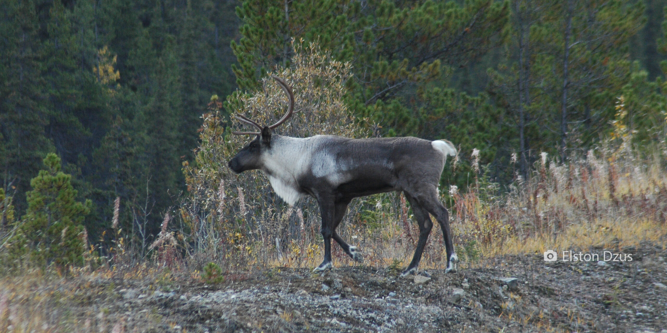 caribou walking against a background of deciduous trees. photo by Elston Dzus