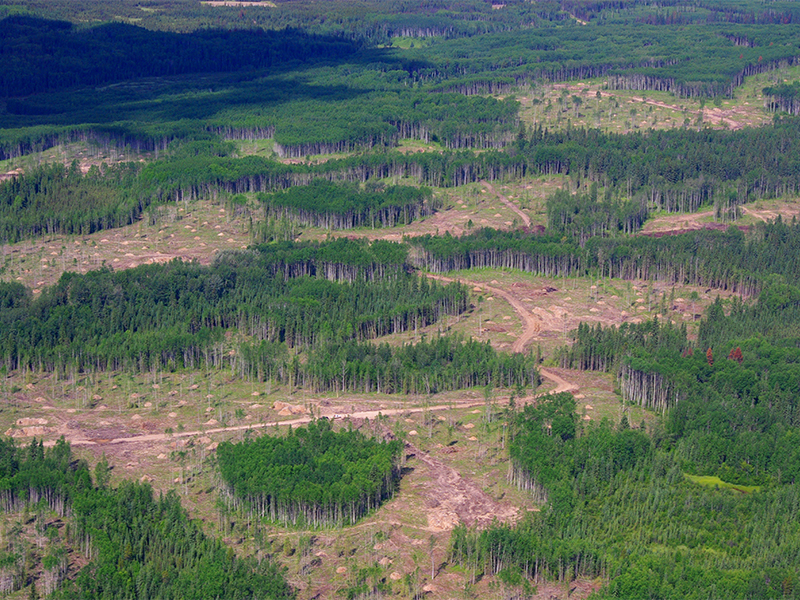 forestry roads