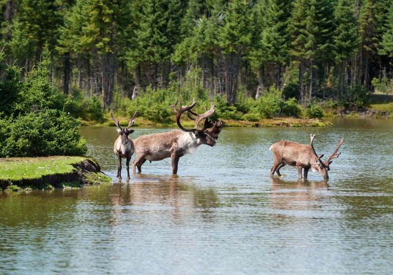 caribou in a pond