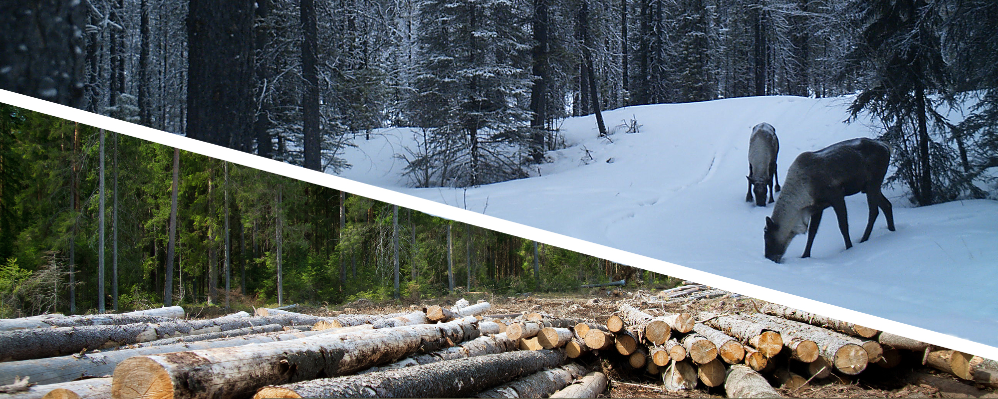 logs and caribou in a snowy forest