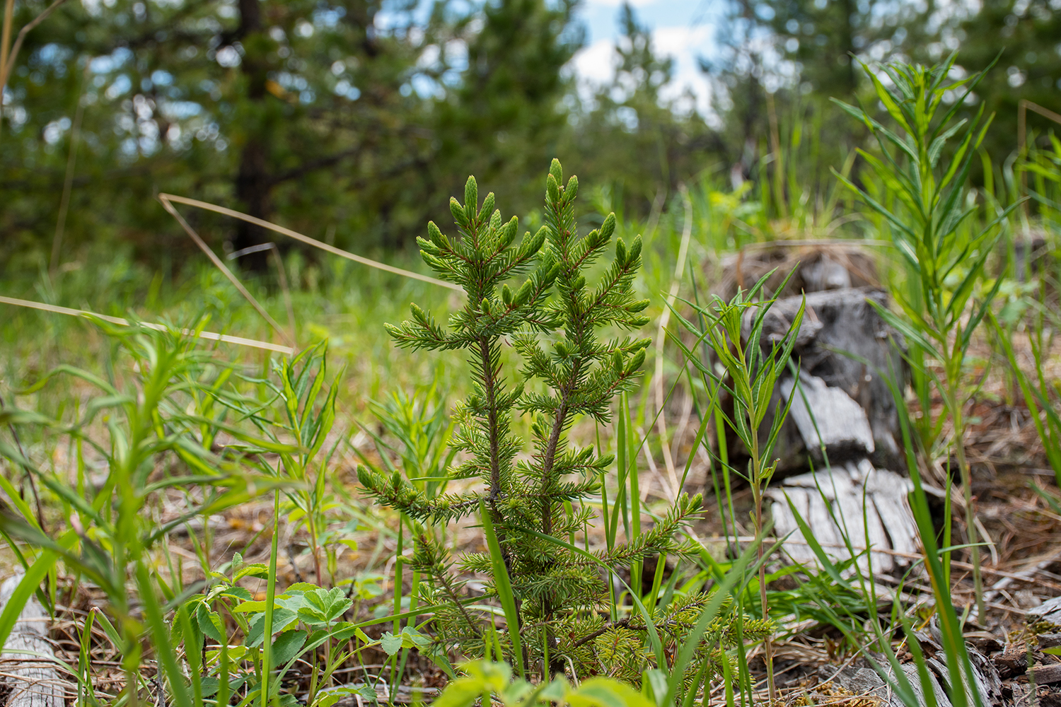 seedling near a stump