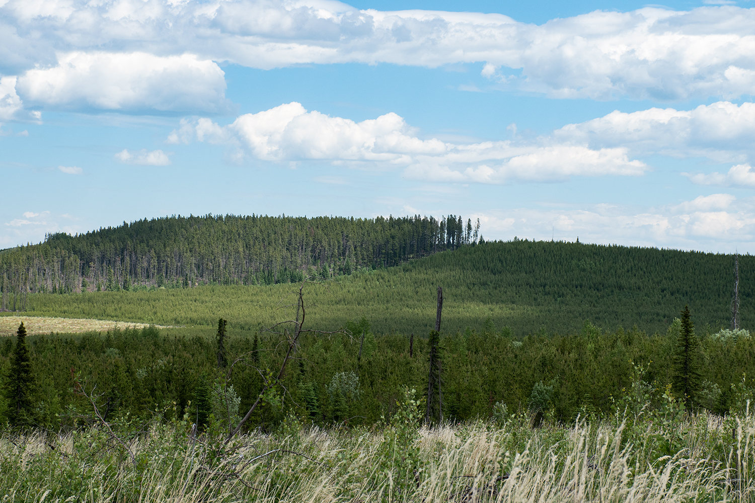 foreground grasses, behind that are some juvenile pine trees. behind that is a large cutblock of seedlings with a remnant patch of old pine trees on a hill