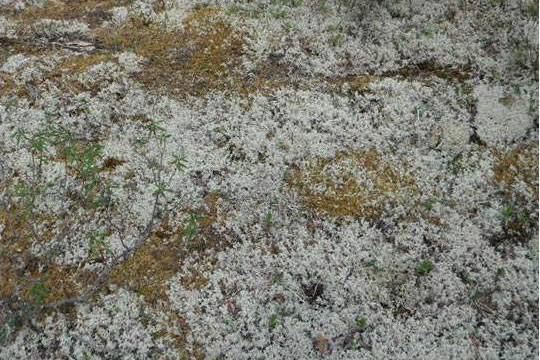 forest floor with high terrestrial lichen coverage