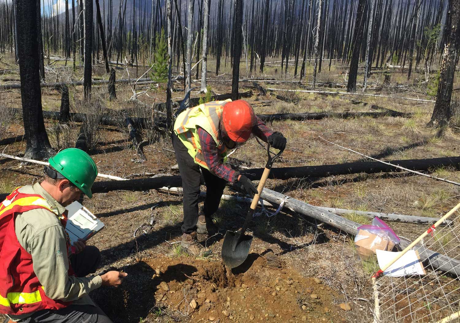 researchers dig soil and record data during lichen transplantation trials in a burned area. Photo: NAIT