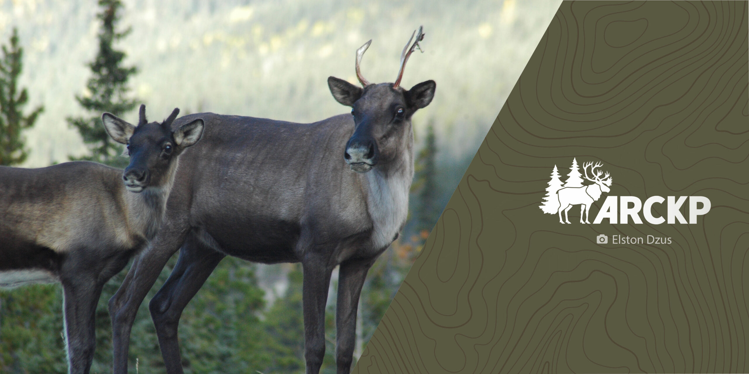 2 caribou and the arckp logo. Photo by Elston Dzus